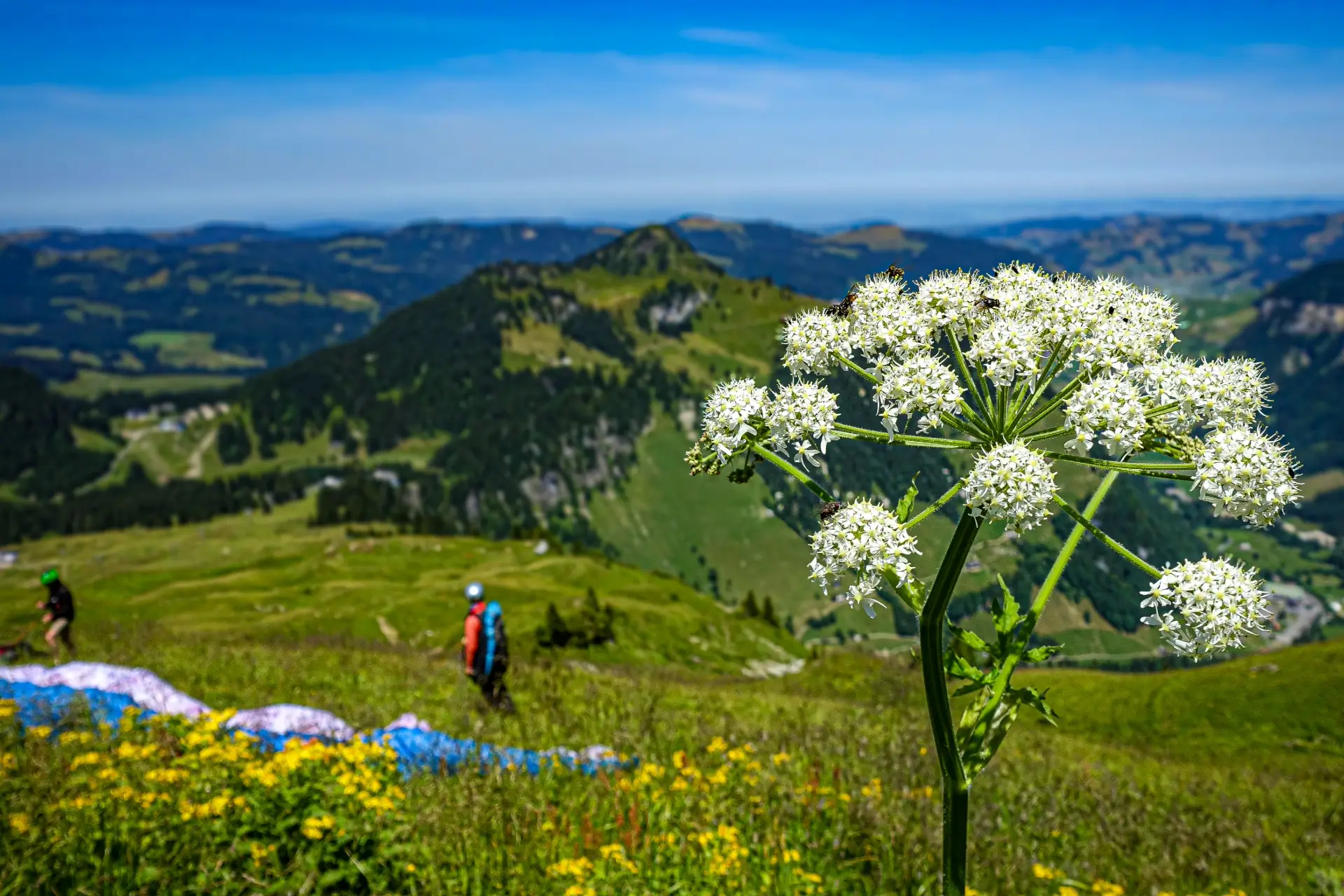 Idyllic Swiss landscape with mountains, meadows and a paraglider in the air.