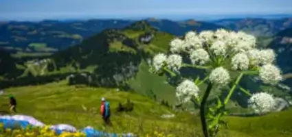 Idyllische Schweizer Landschaft mit Bergen, Wiesen und einem Gleitschirmflieger in der Luft.